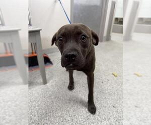 American Pit Bull Terrier-Unknown Mix Dogs for adoption in Pasadena, TX, USA