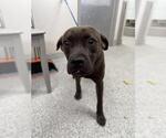 Small American Pit Bull Terrier Mix