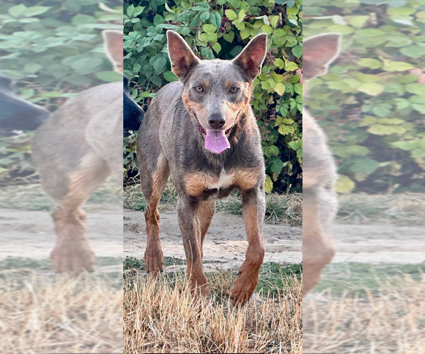 Medium Photo #10 Australian Kelpie Puppy For Sale in CAMAS, WA, USA