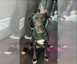 Small #5 Labrador Retriever Mix