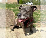 Small #4 American Pit Bull Terrier Mix