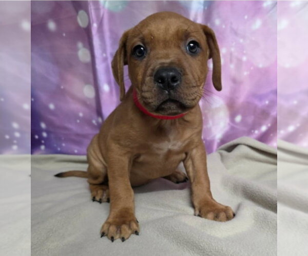 Medium Photo #1 Mutt Puppy For Sale in Lakewood, CO, USA
