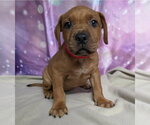 Kai - Male Mutt Dog for Adoption - Small photo