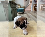 Small Photo #7 English Bulldog Puppy For Sale in ANDERSON, SC, USA