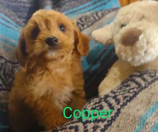 Medium Photo #2 Cavachon-Poodle (Miniature) Mix Puppy For Sale in FREWSBURG, NY, USA