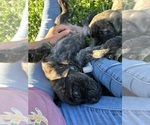 Small Photo #12 Mastiff Puppy For Sale in COEBURN, VA, USA