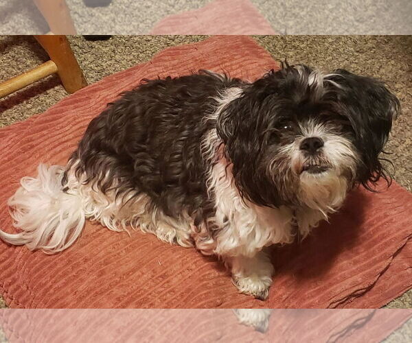 Medium Photo #2 Zuchon Puppy For Sale in Cookeville, TN, USA