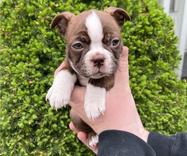 Medium Photo #3 Boston Terrier Puppy For Sale in OREM, UT, USA