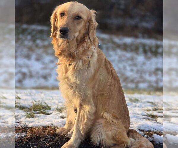 Medium Photo #1 Golden Retriever Puppy For Sale in NEWPORT, PA, USA