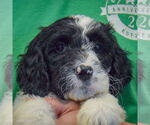 Small #4 Spaniel Mix