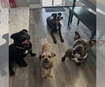 Small #5 Bulldog Mix