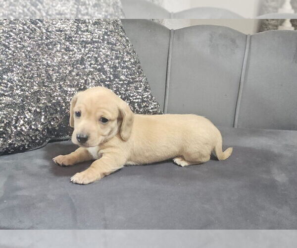 Medium Photo #1 Dachshund Puppy For Sale in OCALA, FL, USA