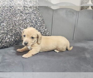 Dachshund Puppy for sale in OCALA, FL, USA