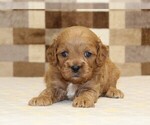 Small #1 Cavapoo (Miniature)