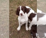 Small Photo #1 English Springer Spaniel Puppy For Sale in LEWISBERRY, PA, USA