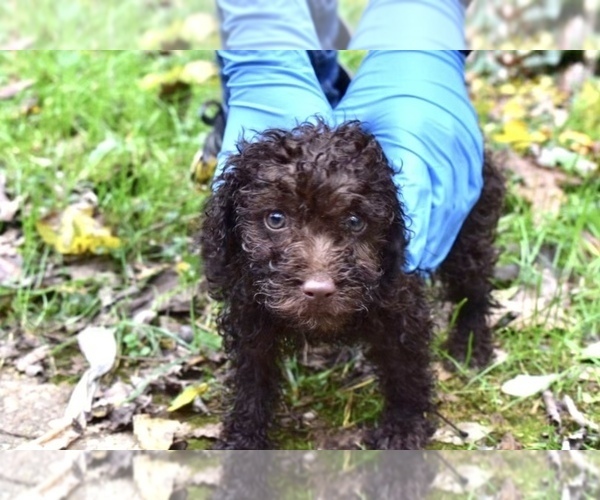 Medium Photo #2 Poodle (Miniature)-Schnoodle (Miniature) Mix Puppy For Sale in RIVERDALE, MD, USA