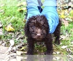 Small Photo #2 Poodle (Miniature)-Schnoodle (Miniature) Mix Puppy For Sale in RIVERDALE, MD, USA