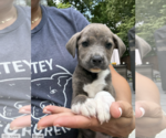 Small #3 Mutt