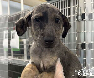 Catahoula Leopard Dog-Unknown Mix Dogs for adoption in Washington, DC, USA
