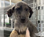 Small Catahoula Leopard Dog Mix