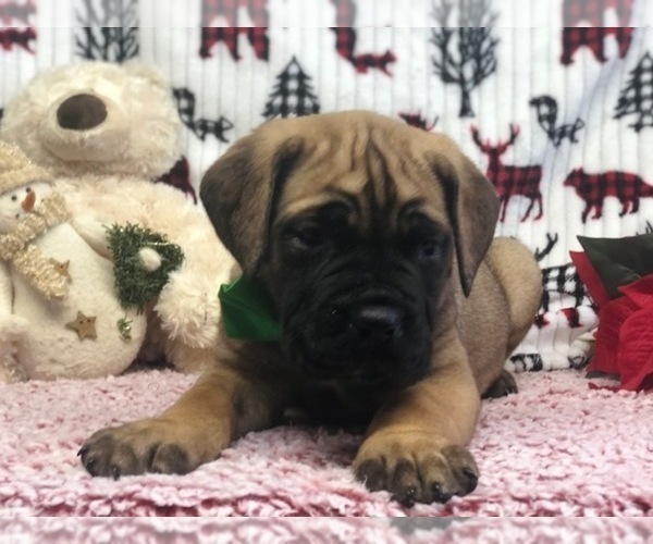 Medium Photo #6 Cane Corso Puppy For Sale in CLAY, PA, USA