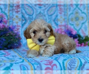 Cavapoo Puppy for sale in LANCASTER, PA, USA