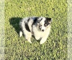 Small #7 Shetland Sheepdog