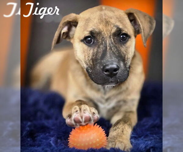 Medium Photo #1 American Staffordshire Terrier-Unknown Mix Puppy For Sale in Chino Hills, CA, USA