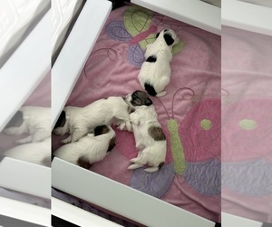 Mal-Shi Litter for sale in ROGERS, MN, USA