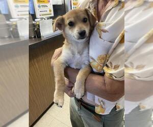 Medium Chihuahua Mix