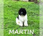 Small #2 Cockapoo