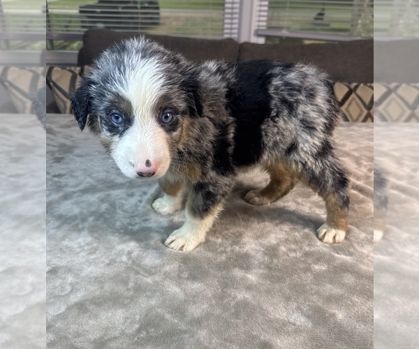 Medium Photo #12 Australian Shepherd Puppy For Sale in SALISBURY, NC, USA