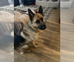 Small Photo #1 German Shepherd Dog-Great Pyrenees Mix Puppy For Sale in LINDEN, VA, USA