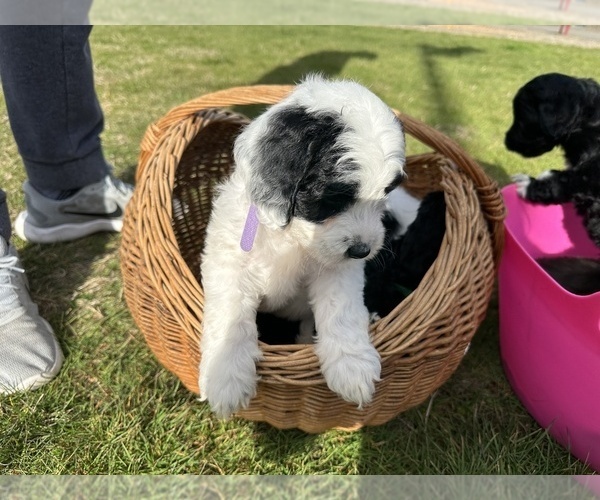 Medium Photo #10 Aussiedoodle Puppy For Sale in BREMERTON, WA, USA
