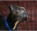 Small #1 American Staffordshire Terrier