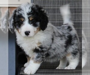Miniature Bernedoodle Puppy for sale in FREDERICKSBURG, OH, USA
