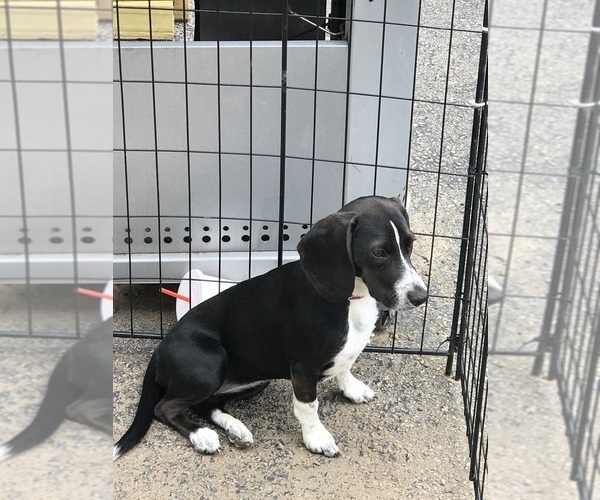 Medium Photo #2 Beagle Puppy For Sale in WILLIAMSON, NY, USA