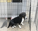 Small Photo #2 Beagle Puppy For Sale in WILLIAMSON, NY, USA