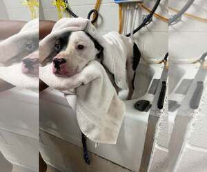 Marlowe - Male Mutt Dog for Adoption - Photo #3