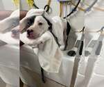 Small Photo #3 Mutt Puppy For Sale in Rowlett, TX, USA