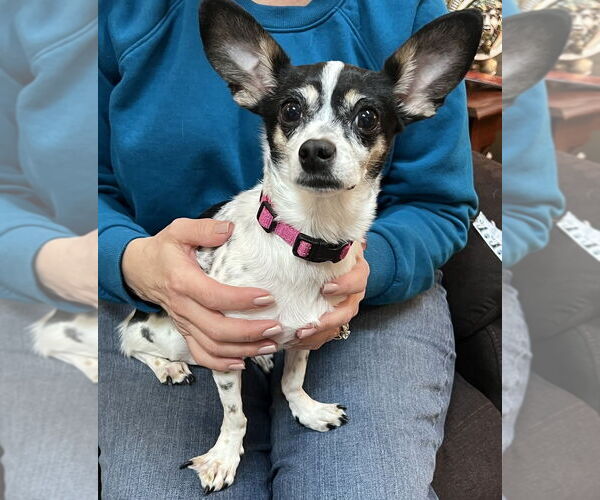 Medium Photo #2 Chiweenie Puppy For Sale in Mundelein, IL, USA