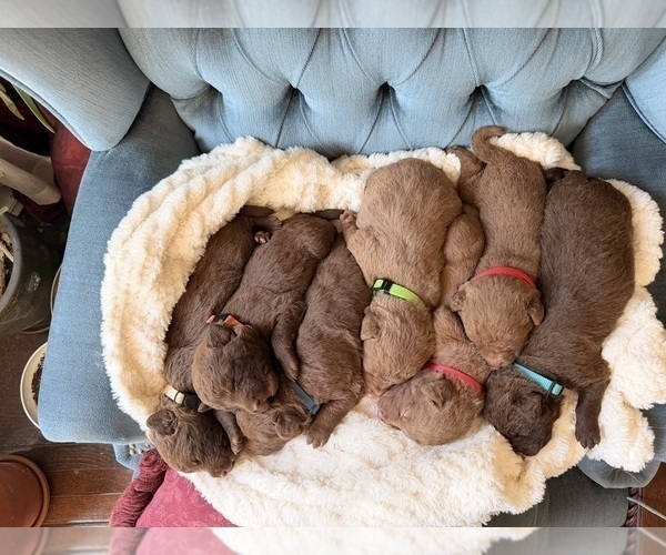Medium Photo #4 Chesapeake Bay Retriever Puppy For Sale in GREELEY, CO, USA