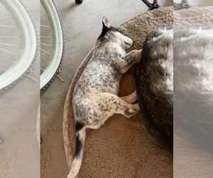 Ausky-Australian Cattle Dog Mix Puppy for sale in BENNETT, CO, USA