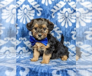 YorkiePoo-Yorkshire Terrier Mix Puppy for sale in CHRISTIANA, PA, USA