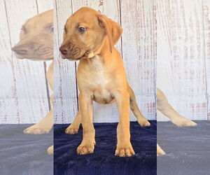 Boxador Dogs for adoption in Wetumpka, AL, USA