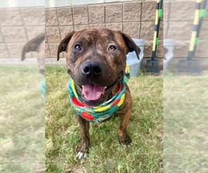 Boxer-Unknown Mix Dogs for adoption in Tulsa, OK, USA