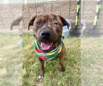 Small Boxer Mix