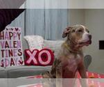 Small Photo #5 American Bully Puppy For Sale in BROCKTON, MA, USA