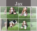 Small Photo #4 Basset Hound Puppy For Sale in MURRIETA, CA, USA