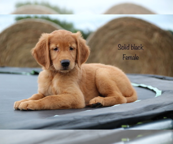 Medium Photo #15 Golden Retriever Puppy For Sale in KEMP, TX, USA